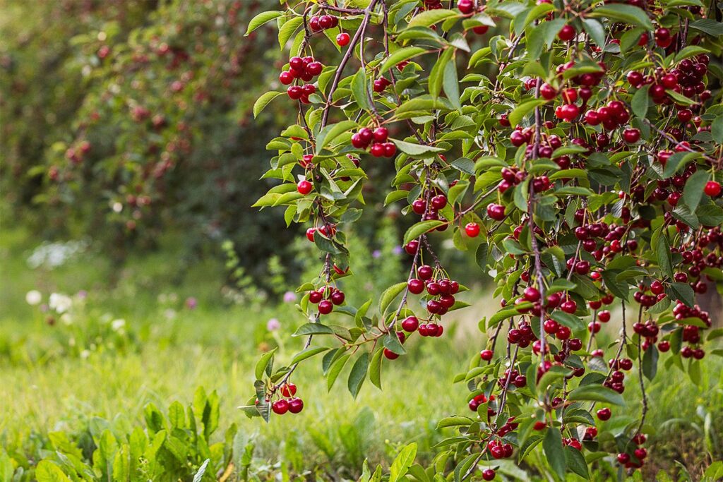How to Grow a Cherry Tree from the Seed